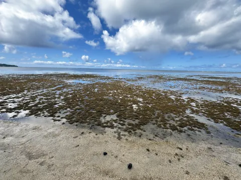 Limu Huki Limu Huki